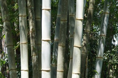 Güzel bambu ormanının manzaralı görüntüsü.