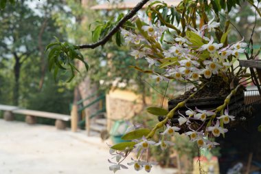 Dendrobium crepidatum çiçeklerinin yakın plan çekimi