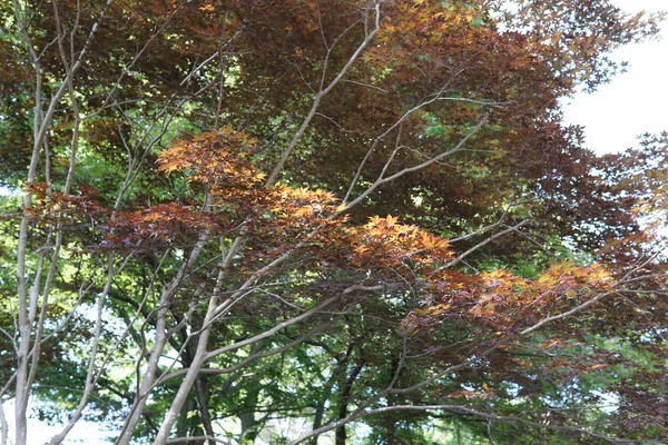 Colpo Scenico Alberi Autunnali Nella Giornata Sole — Foto Stock