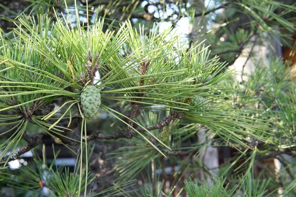 Close Van Dennentakken Met Groene Kegel — Stockfoto