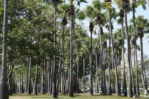 Plan Panoramique Palmiers Par Une Journée Ensoleillée — Photo