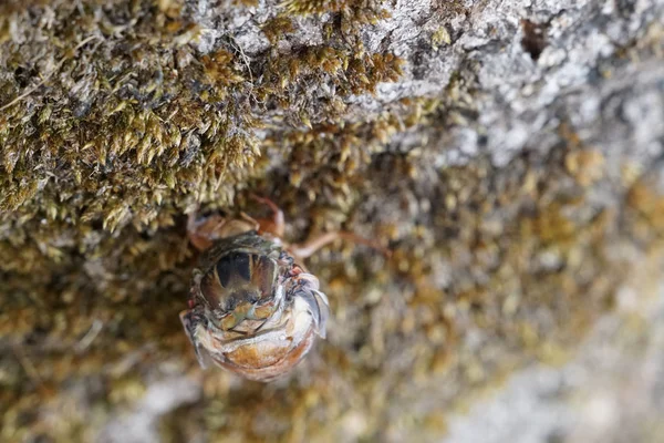 Primer Plano Las Larvas Insectos Cigarra Árbol — Foto de Stock