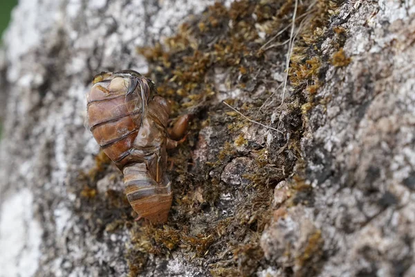 Ağacın Üzerindeki Böcek Larvalarının Yakın Plan Görüntüsü — Stok fotoğraf