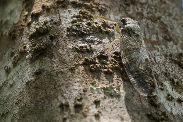 Крупним Планом Знімок Комахи Цикади Сидить Гілці Дерева — стокове фото