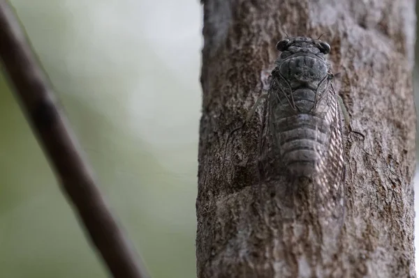 Close Shot Cicada Insect Sitting Tree Branch — Stock Photo, Image