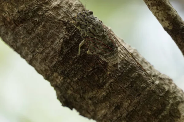 雀鸟昆虫坐在树枝上的特写镜头 — 图库照片