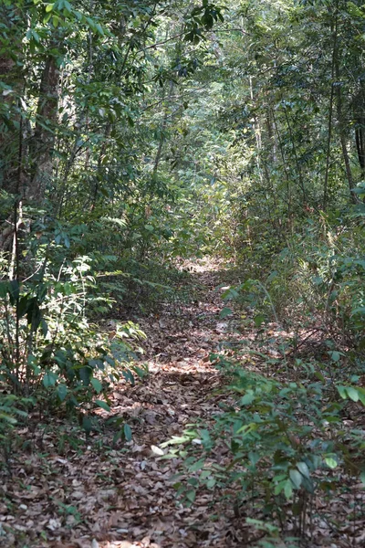Мальовничий Знімок Сільської Стежки Тропічному Лісі — стокове фото