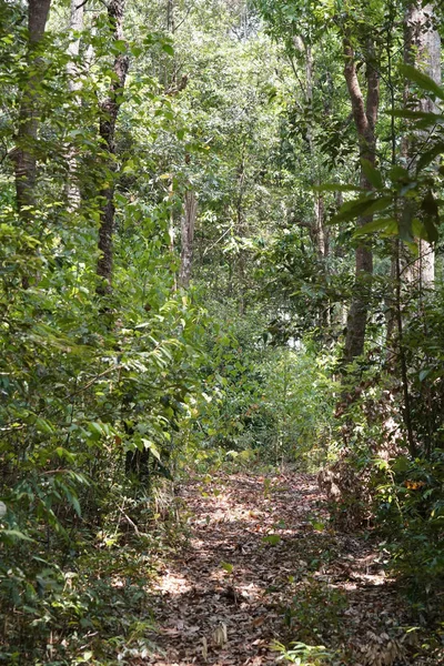 Plano Escénico Del Camino Rural Bosque Tropical —  Fotos de Stock