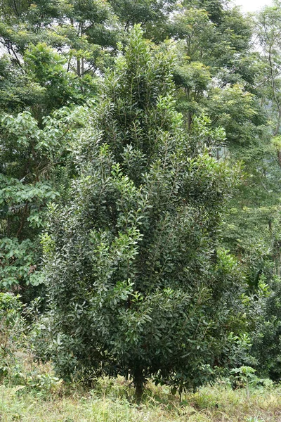 Güzel yağmur ormanlarının manzaralı görüntüsü