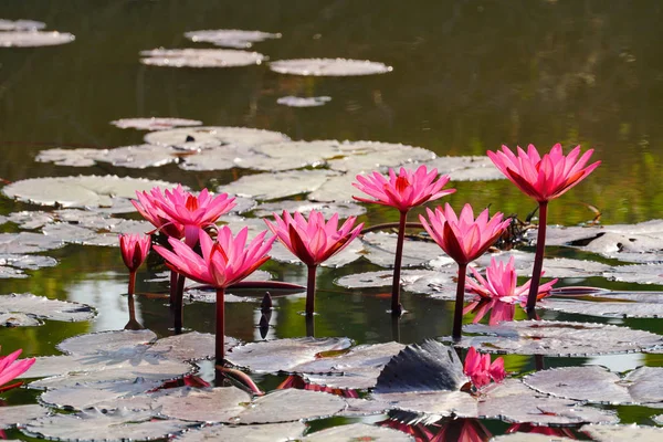 水合花在池塘里的特写镜头 — 图库照片