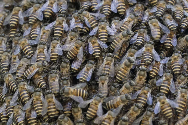 Bees Helping Together Build Nest Apis Florea Frabicius — Stock Photo, Image