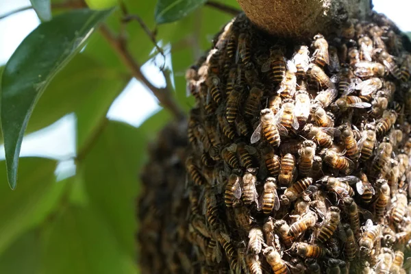 Bees Helping Together Build Nest Apis Florea Frabicius — 스톡 사진
