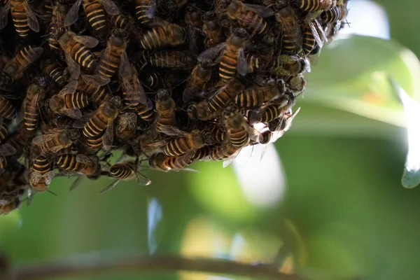 Bijen Helpen Samen Een Nest Bouwen Apis Florea Frabicius — Stockfoto