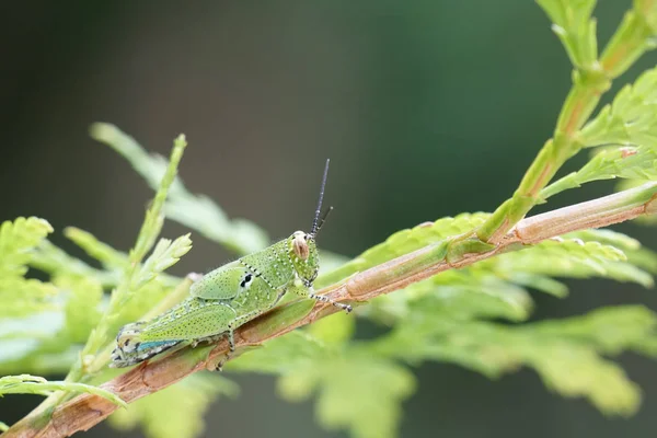 Знімок Grasshopper Зеленому Дереві — стокове фото