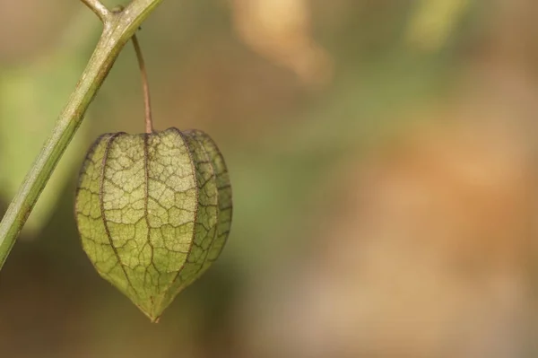 Scenic Shot Green Physalis Blossom Blurred Green Background — Stock Photo, Image