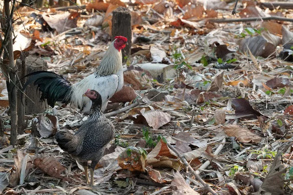 chickens on ground covered with fallen leaves