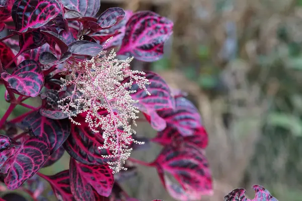 Close Shot Beautiful Plant Red Leaves — 스톡 사진