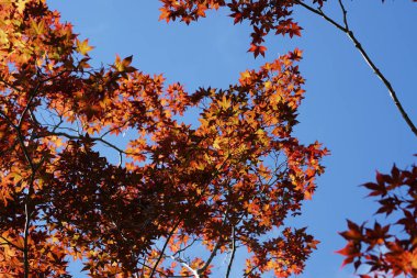 Mavi gökyüzünün önündeki kırmızı ağaç yapraklarının manzaralı görüntüsü