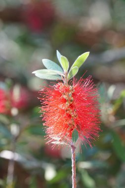 Bahçedeki kırmızı çiçeğin yakın plan çekimi.