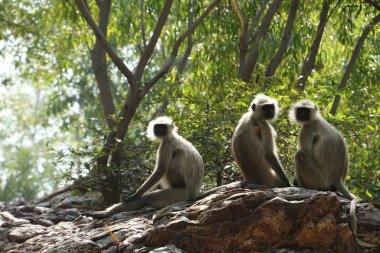 Hindistan, Gaya 'daki Maymunlar' ın yakın çekim görüntüleri.