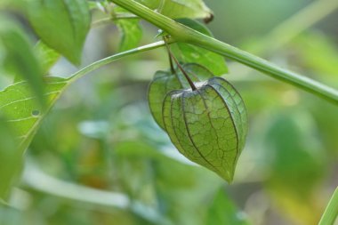 Yeşil bitki örtüsünün bulanık yeşil arka planda çiçek açması.