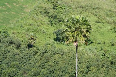 Tropikal ormanın üzerinde palmiye ağacı manzarası