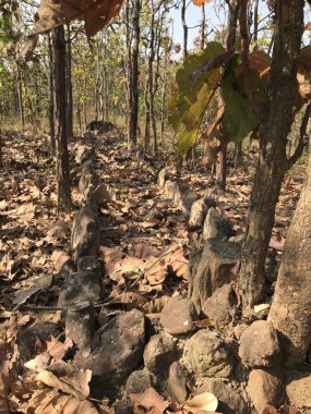 Güneşli bir günde ormandaki ağaçların manzarası.