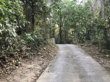 Kırsal yolun güzel yağmur ormanlarındaki manzarası.
