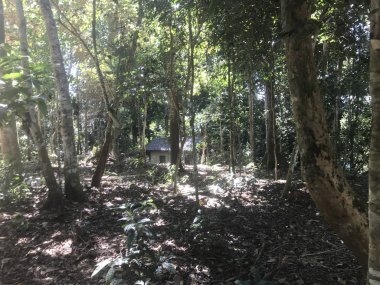 Tropikal ormandaki küçük barakanın manzaralı görüntüleri.