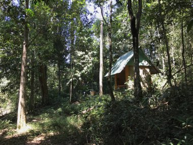 Tropikal ormandaki küçük barakanın manzaralı görüntüleri.