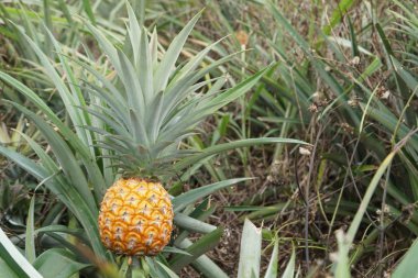 Çalının üzerinde büyüyen ananas manzarası