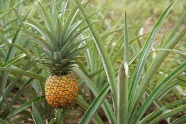 Çalının üzerinde büyüyen ananas manzarası