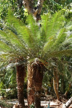 Tropikal ormanda palmiye ağaçlarının manzaralı görüntüsü
