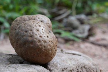 Dioscorea Bulbifera 'nın yakın plan çekimi, kayaların üzerinde duran patatesler.