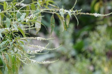 Saha bitkisinin bulanık doğal arka plandaki manzarası.