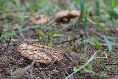 Çamurun altındaki orman zemininde yetişen mantarların yakın plan çekimi.