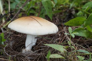 Orman zemininde büyüyen beyaz mantarın yakın plan çekimi.