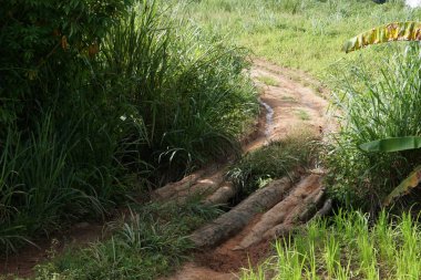 Ağaçtaki kütüklerden yapılmış köprünün manzaralı görüntüsü