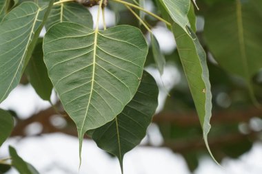 Bulanık arkaplanda ağaç yapraklarının yakın plan görüntüsü