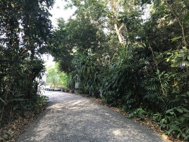 Tropikal ormanda kırsal yolun manzaralı görüntüsü