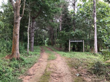 Yağmur ormanlarındaki kırsal yolun manzaralı görüntüsü