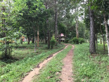 Yağmur ormanlarındaki kırsal yolun manzaralı görüntüsü