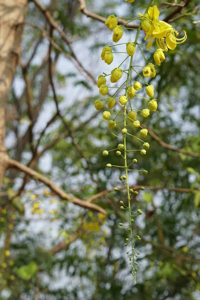 庭で花を咲かせる風景 — ストック写真