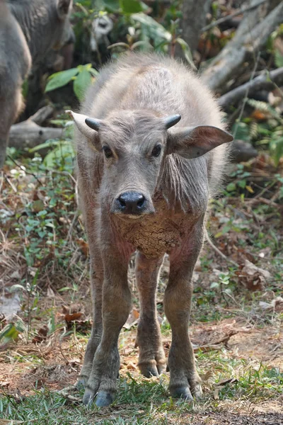 Ormandaki Vahşi Bufaloları Yakından Çek — Stok fotoğraf