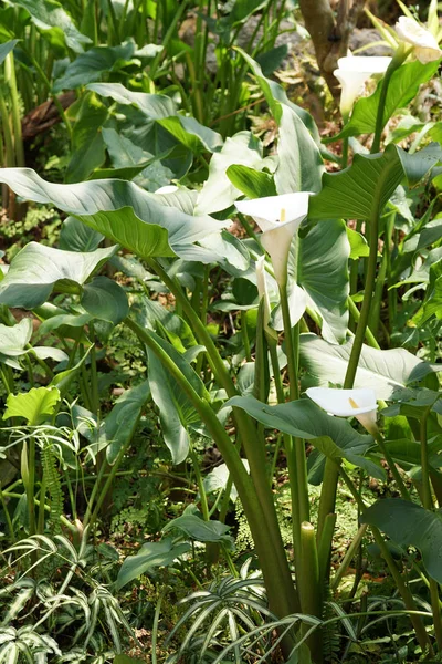 Scenic Shot Beautiful White Tropical Flowers — 스톡 사진