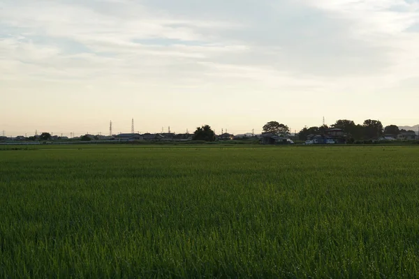 夕日の緑の野の風景 — ストック写真