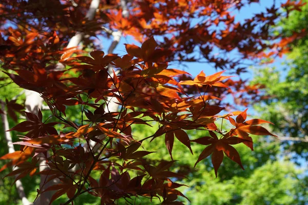 Malownicze Ujęcie Czerwonych Liści Drzewa Przed Błękitnym Niebem — Zdjęcie stockowe