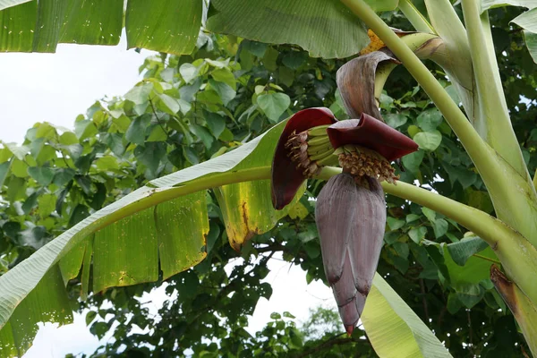 Scenic Shot Banana Tree Tropical Forest — 스톡 사진