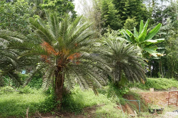 Malowniczy Widok Palm Tropikalnym Parku — Zdjęcie stockowe