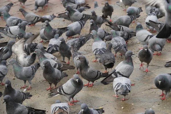 close-up shot of flock of pigeons on ground in park